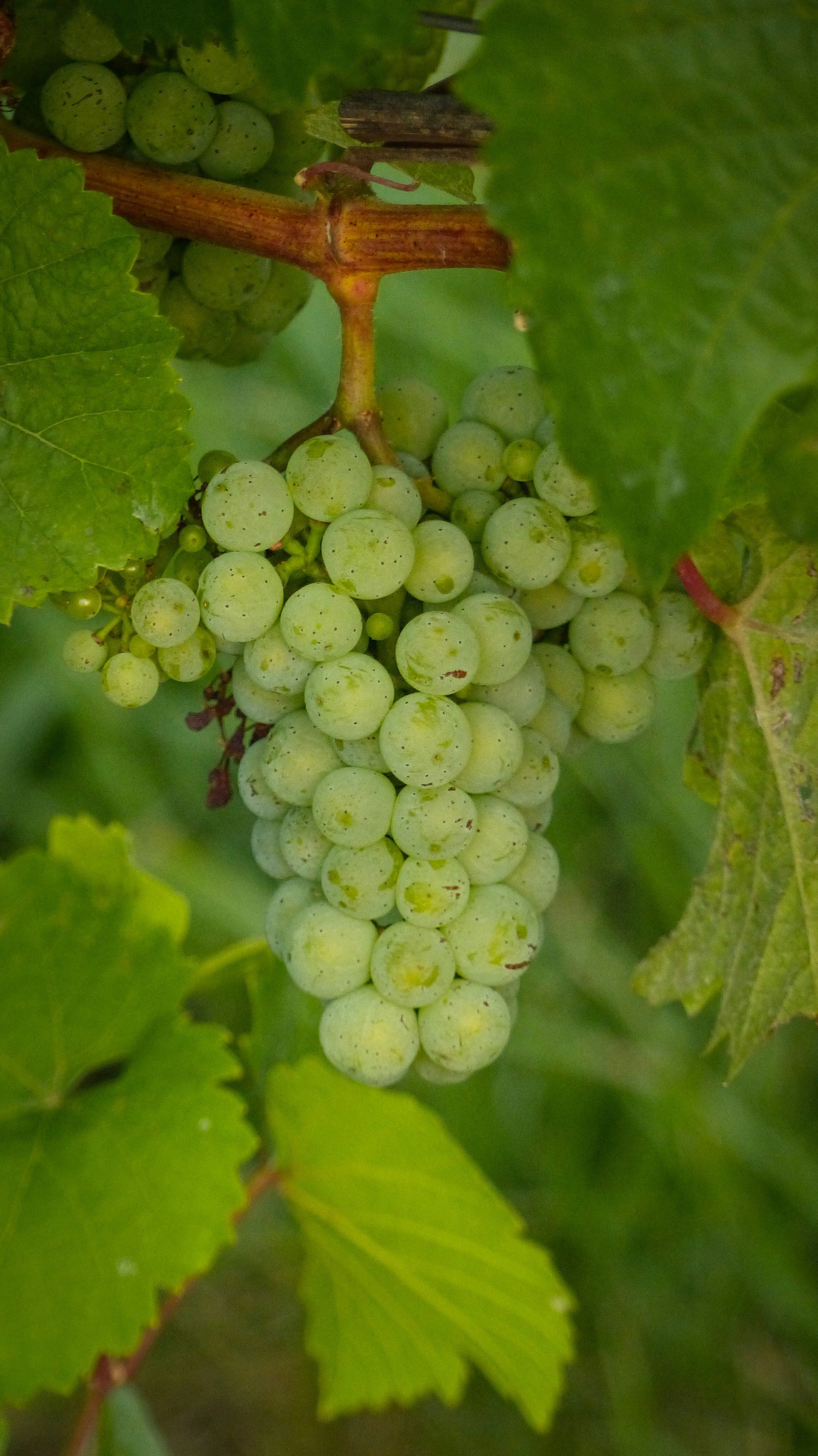 White Grape